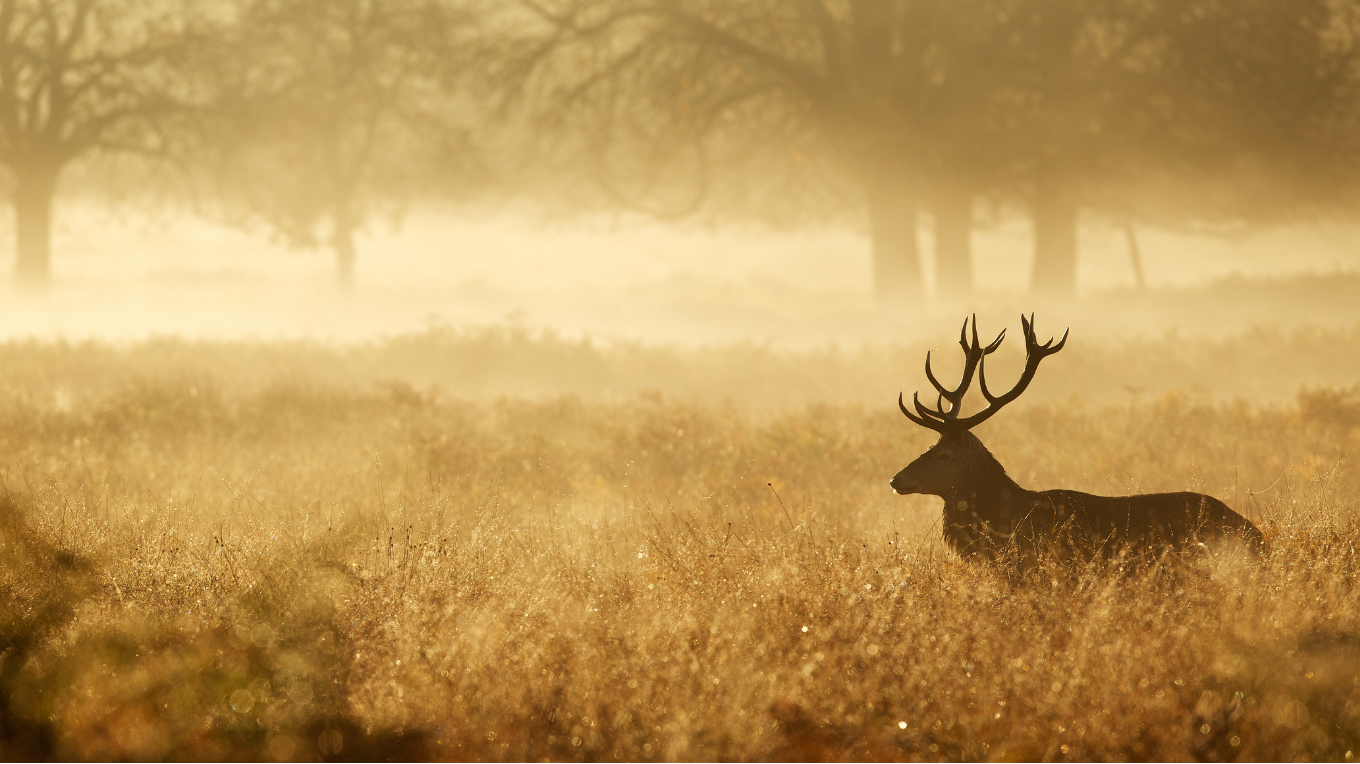 Der Platzhirsch-Moment – Matt & Beck